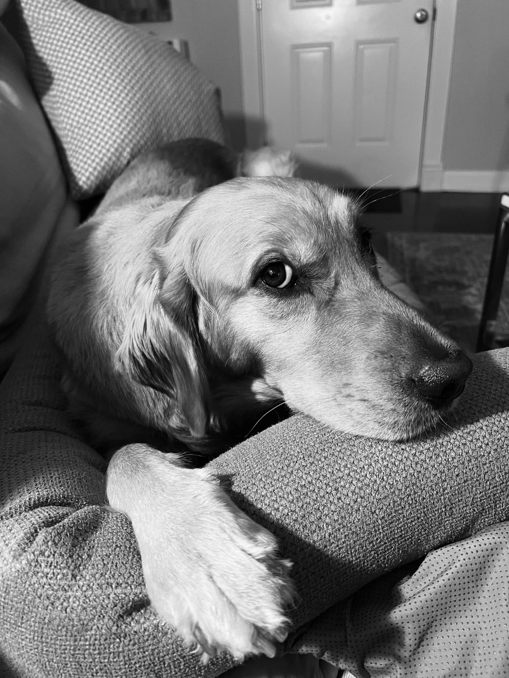 About the Rescue. Foster. Volunteer. Adopt. campaign on Bonfire 2