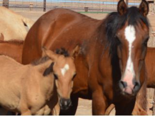 About the Keep them Wild - Dark Colors campaign on Bonfire 3