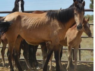 About the Keep them Wild - Dark Colors campaign on Bonfire 2