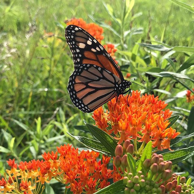 About the Butterfly Milkweed - Front Design campaign on Bonfire 2