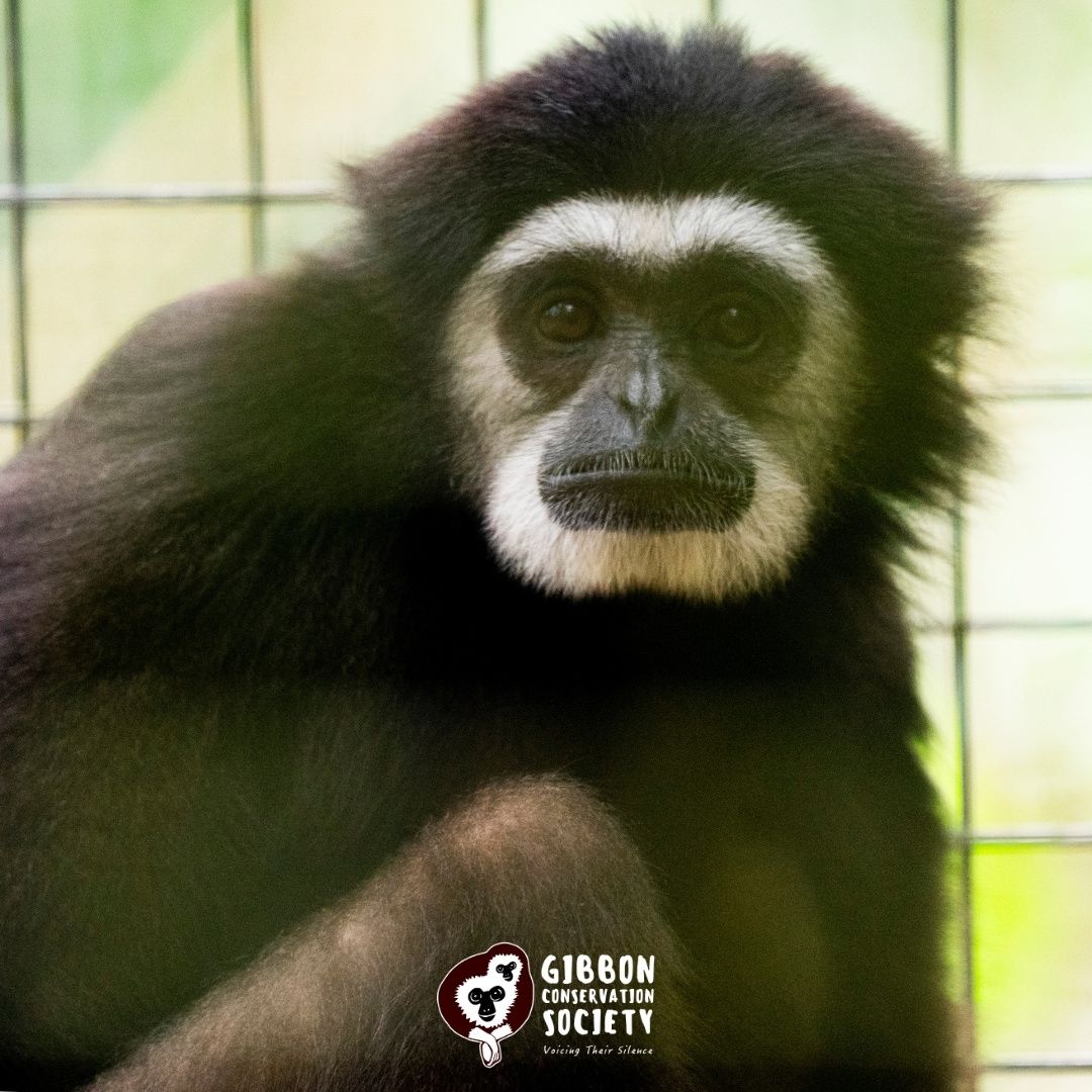 About the Gibbons Belong in The Wild campaign on Bonfire 2