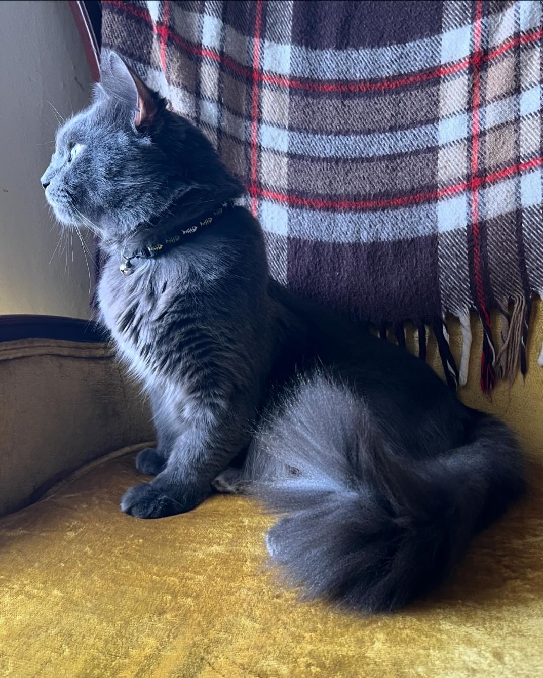 About the Ash campaign on Bonfire 2