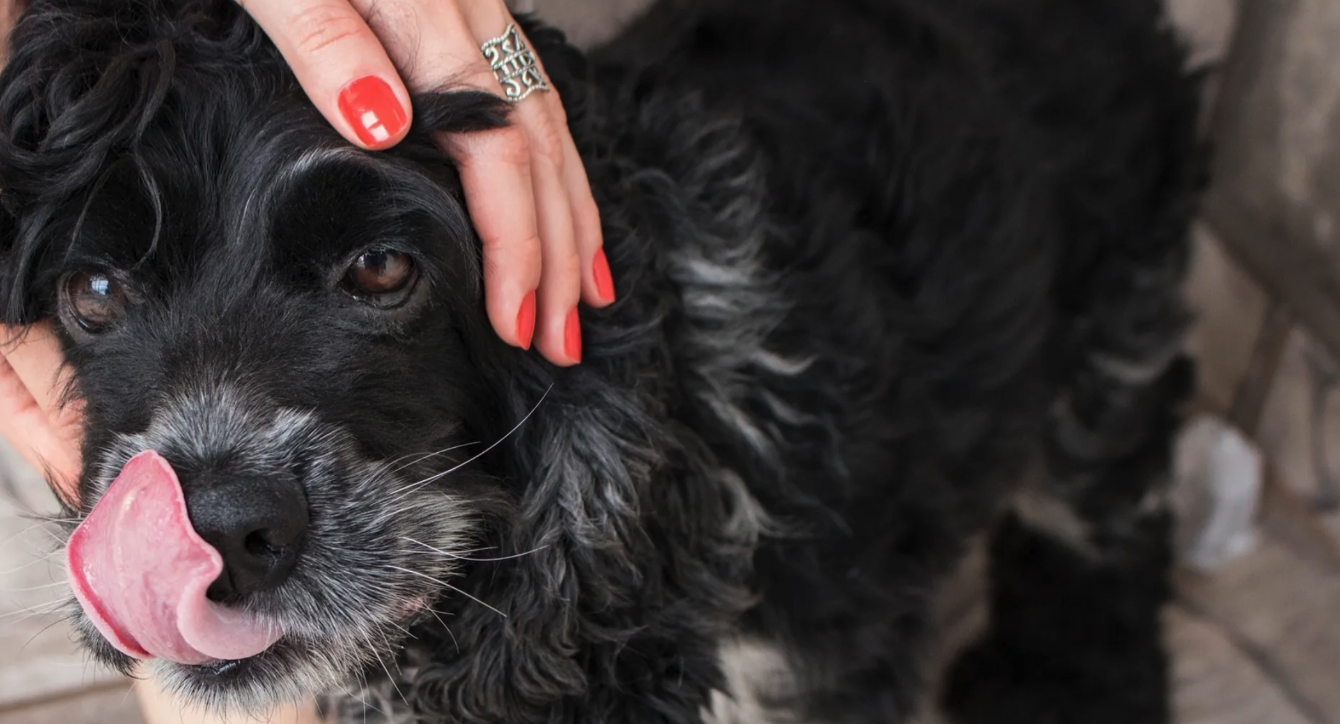 About the White Whiskers Senior Dog Sanctuary campaign on Bonfire 2