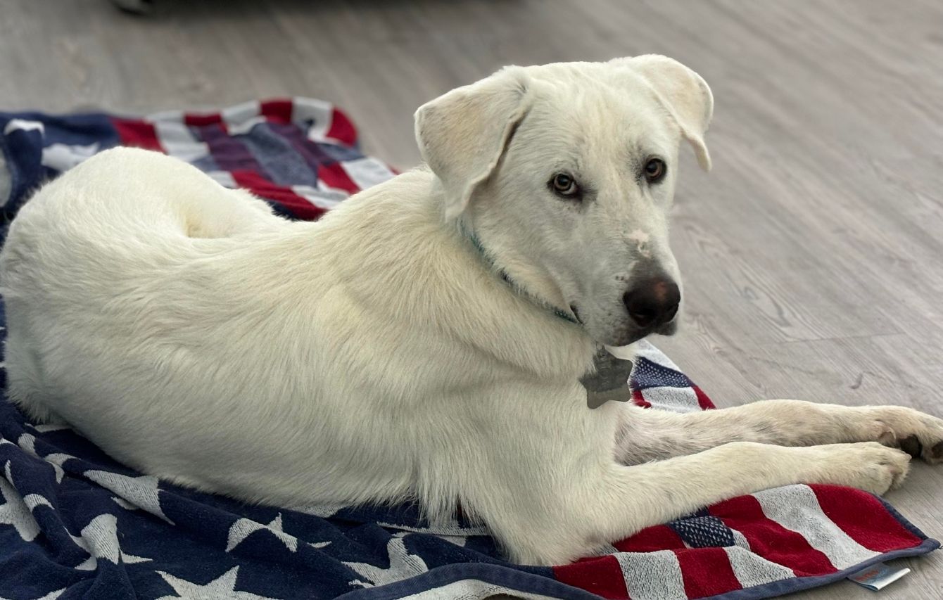 About the TGPR '23 Holiday Fundraiser! campaign on Bonfire 5