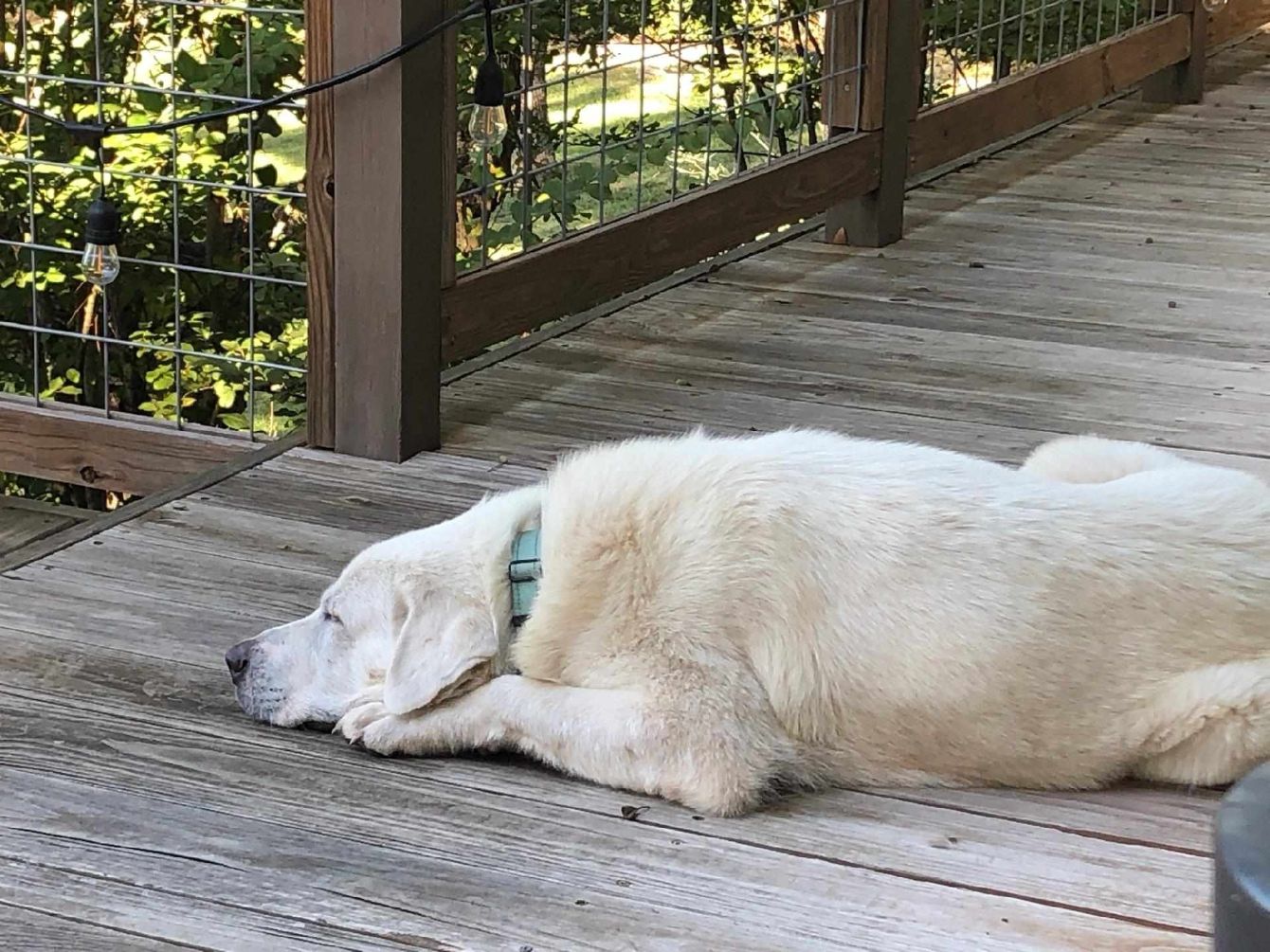 About the TGPR '23 Holiday Fundraiser! campaign on Bonfire 2