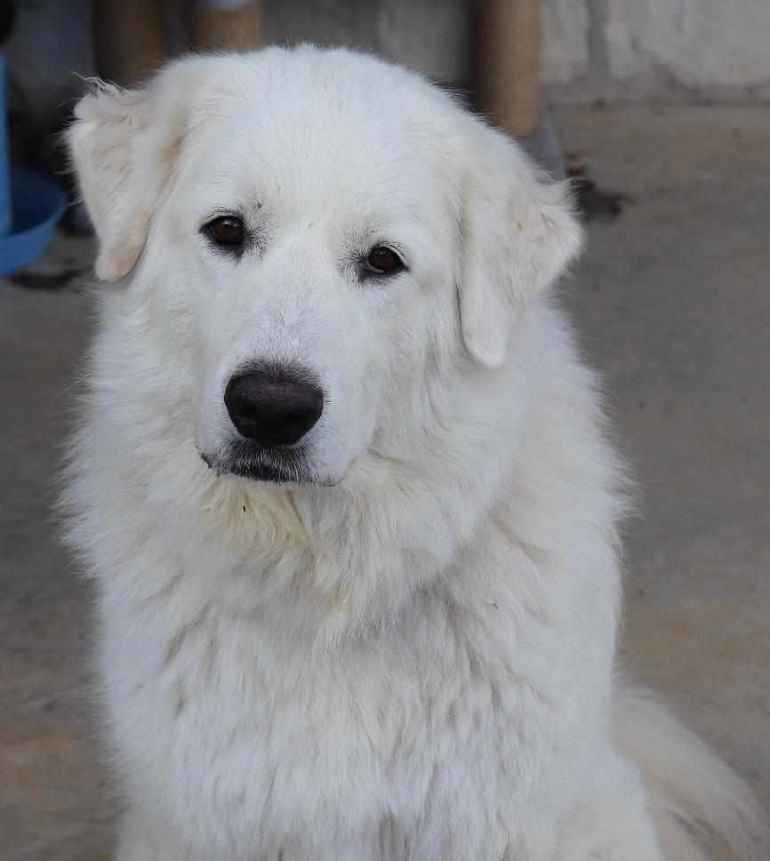 About the TGPR '23 Holiday Fundraiser! campaign on Bonfire 4