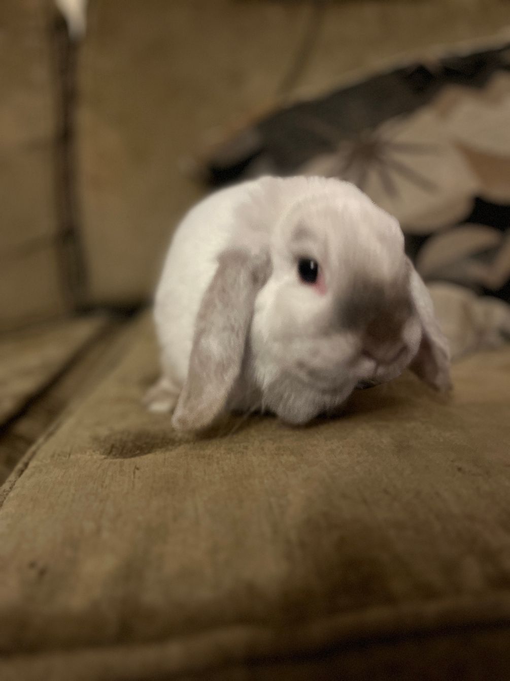 About the Tribbles Rabbit Rescue campaign on Bonfire 7