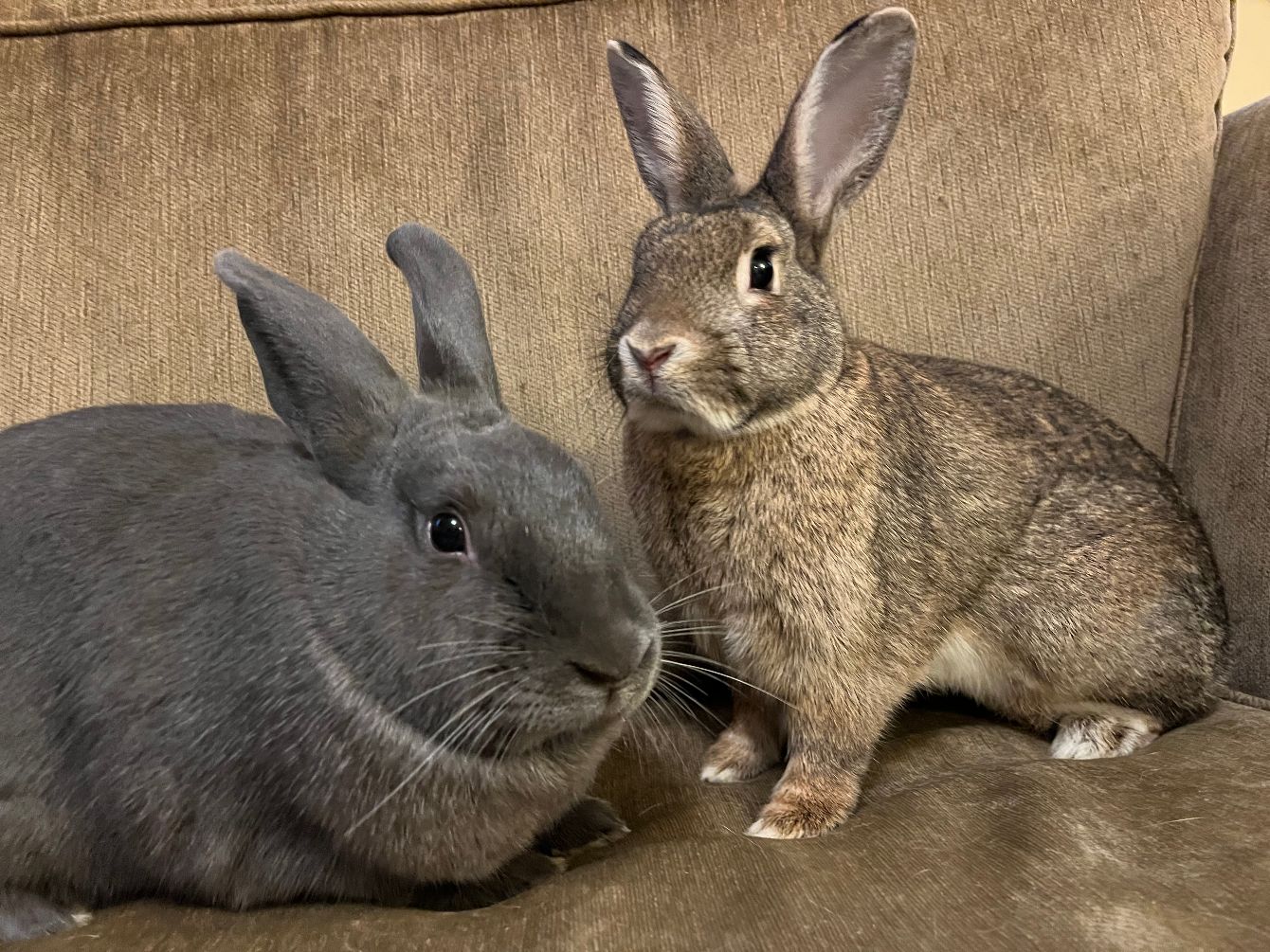 About the Tribbles Rabbit Rescue campaign on Bonfire 5