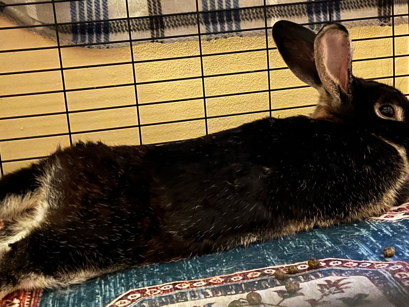 About the Tribbles Rabbit Rescue campaign on Bonfire 8