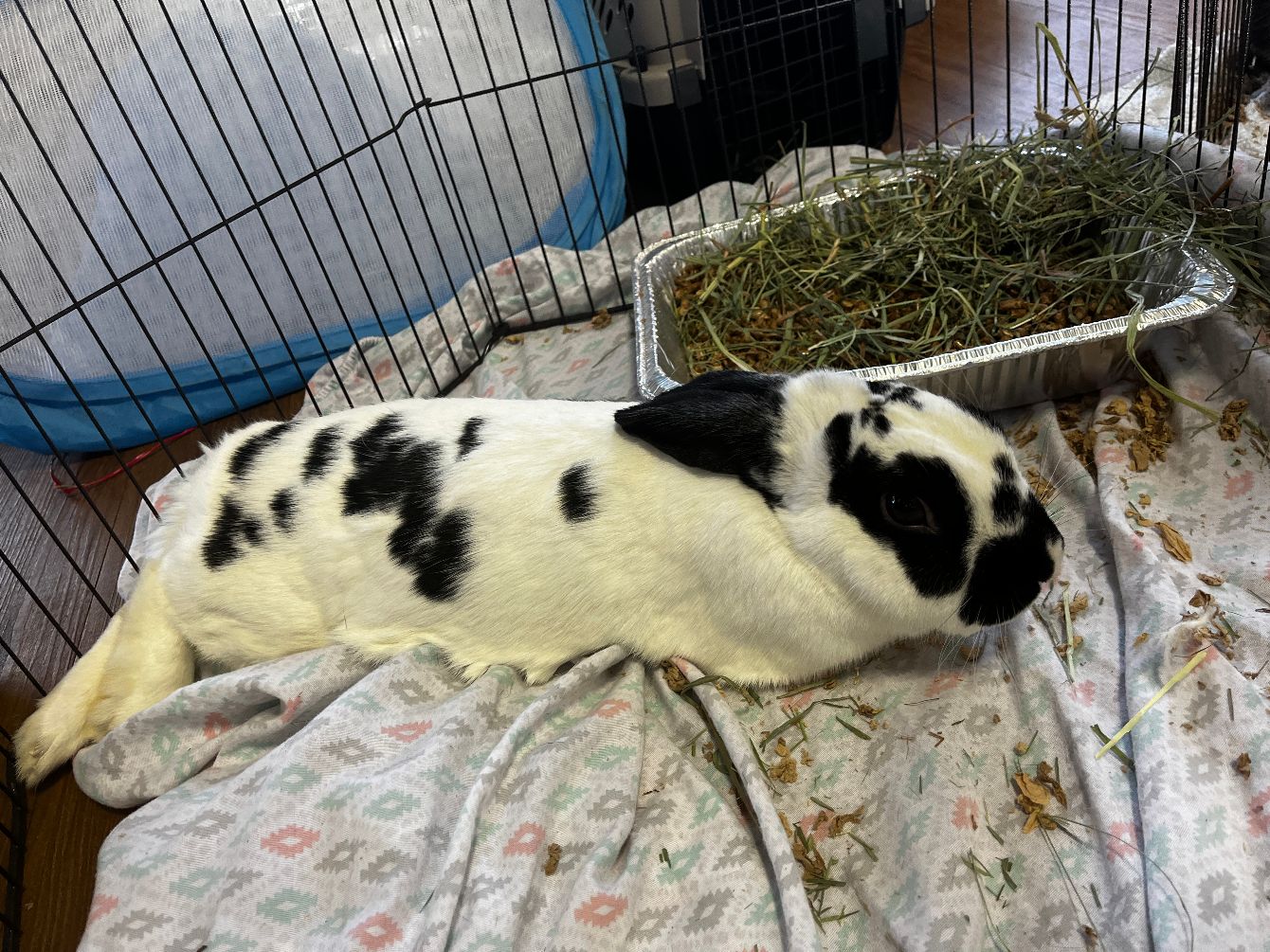 About the Tribbles Rabbit Rescue campaign on Bonfire 9