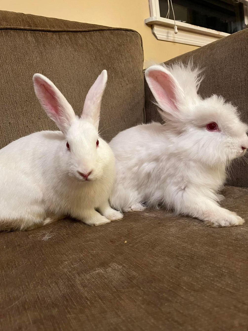 About the Tribbles Rabbit Rescue campaign on Bonfire 6