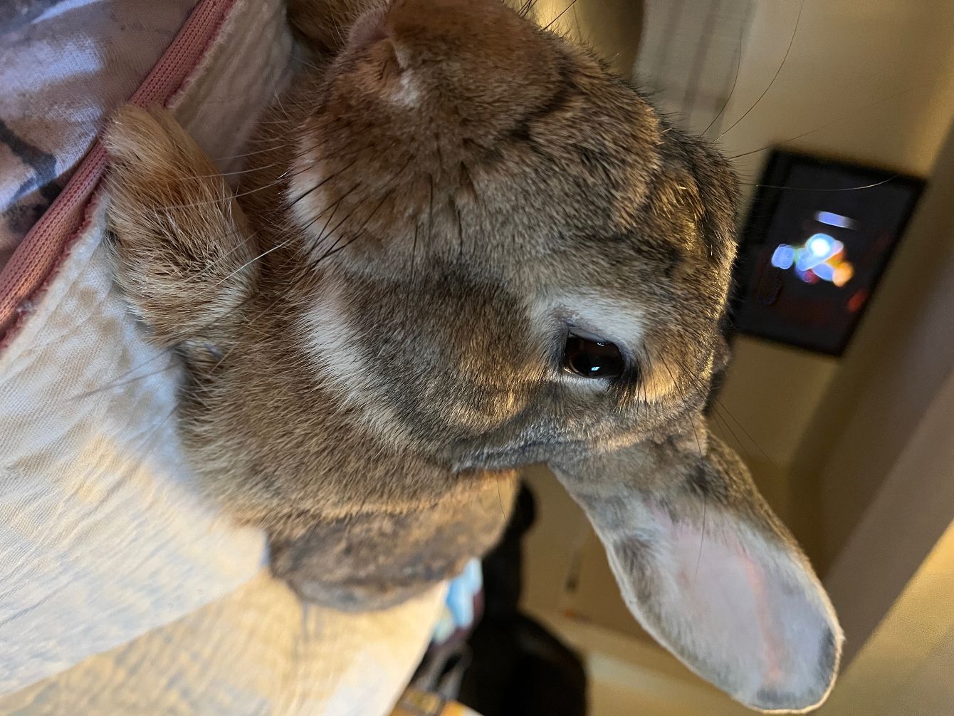 About the Tribbles Rabbit Rescue campaign on Bonfire 12