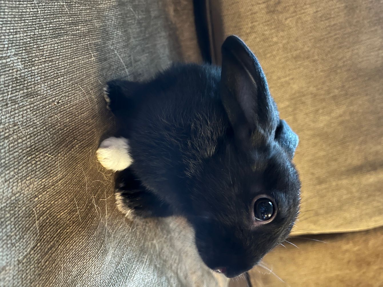 About the Tribbles Rabbit Rescue campaign on Bonfire 4