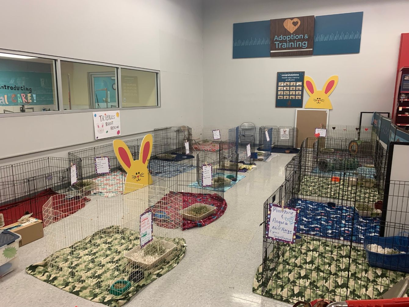 About the Tribbles Rabbit Rescue campaign on Bonfire 10