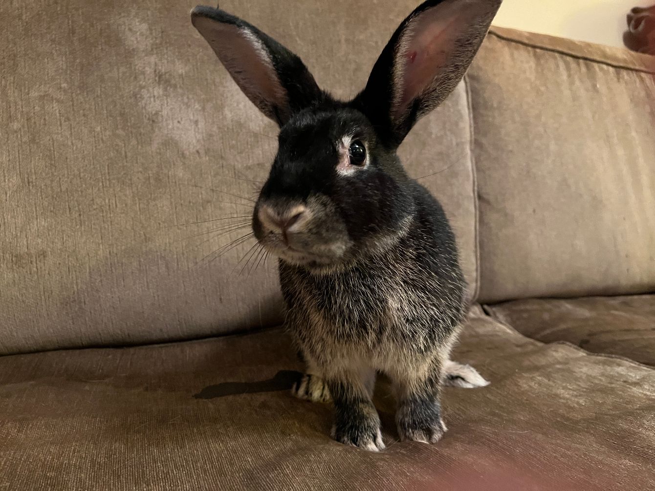 About the Tribbles Rabbit Rescue campaign on Bonfire 2