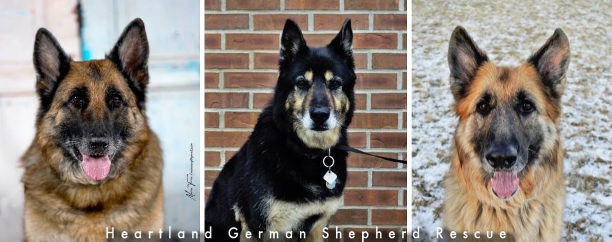 Help HUGS Save Dogs! Bonfire