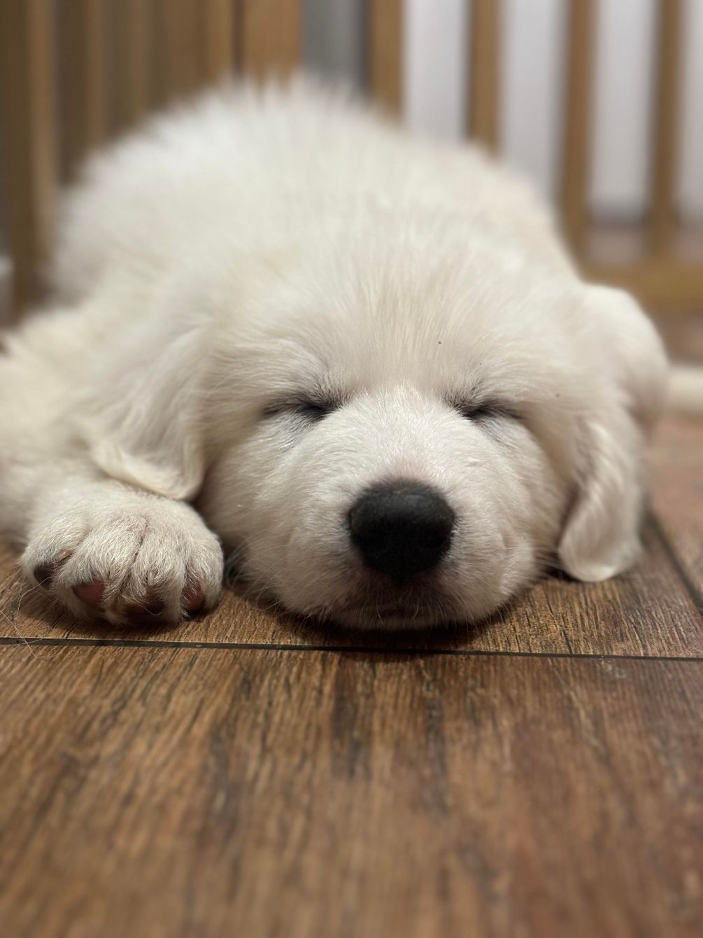 About the TGPR '24 Summer T Fundraiser! campaign on Bonfire 3