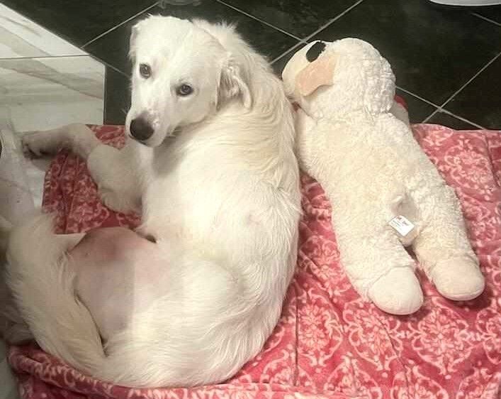 About the TGPR '24 Summer T Fundraiser! campaign on Bonfire 5