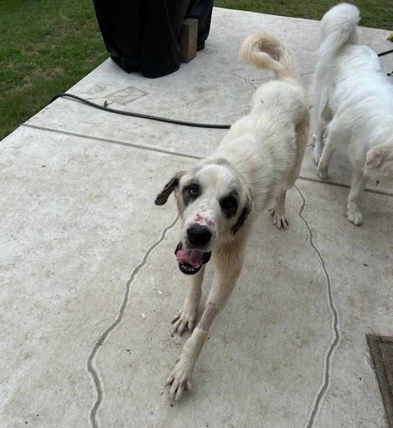 About the TGPR '24 Summer T Fundraiser! campaign on Bonfire 1