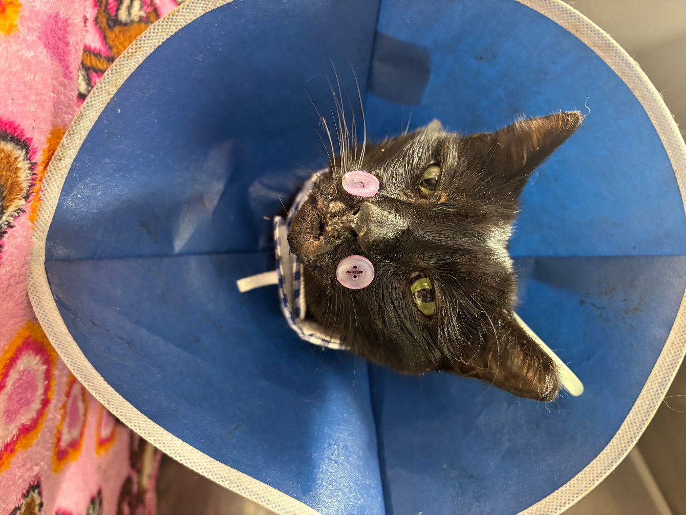 About the Help Katie Heal campaign on Bonfire 2