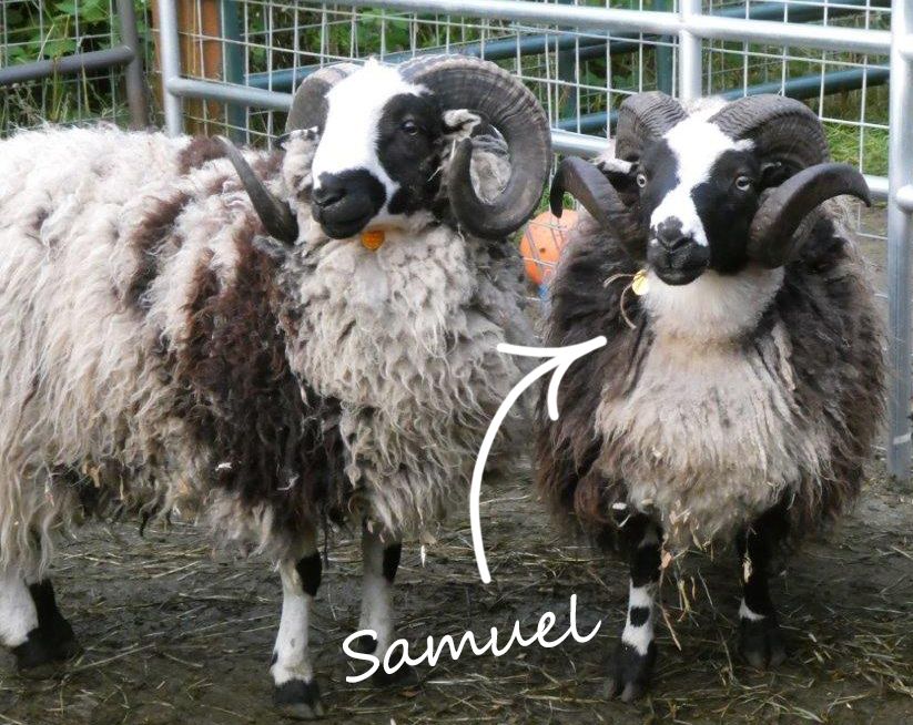 About the Sam the Ram campaign on Bonfire 3