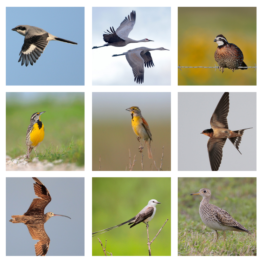 About the Birds of the Katy Prairie T-Shirt campaign on Bonfire 2