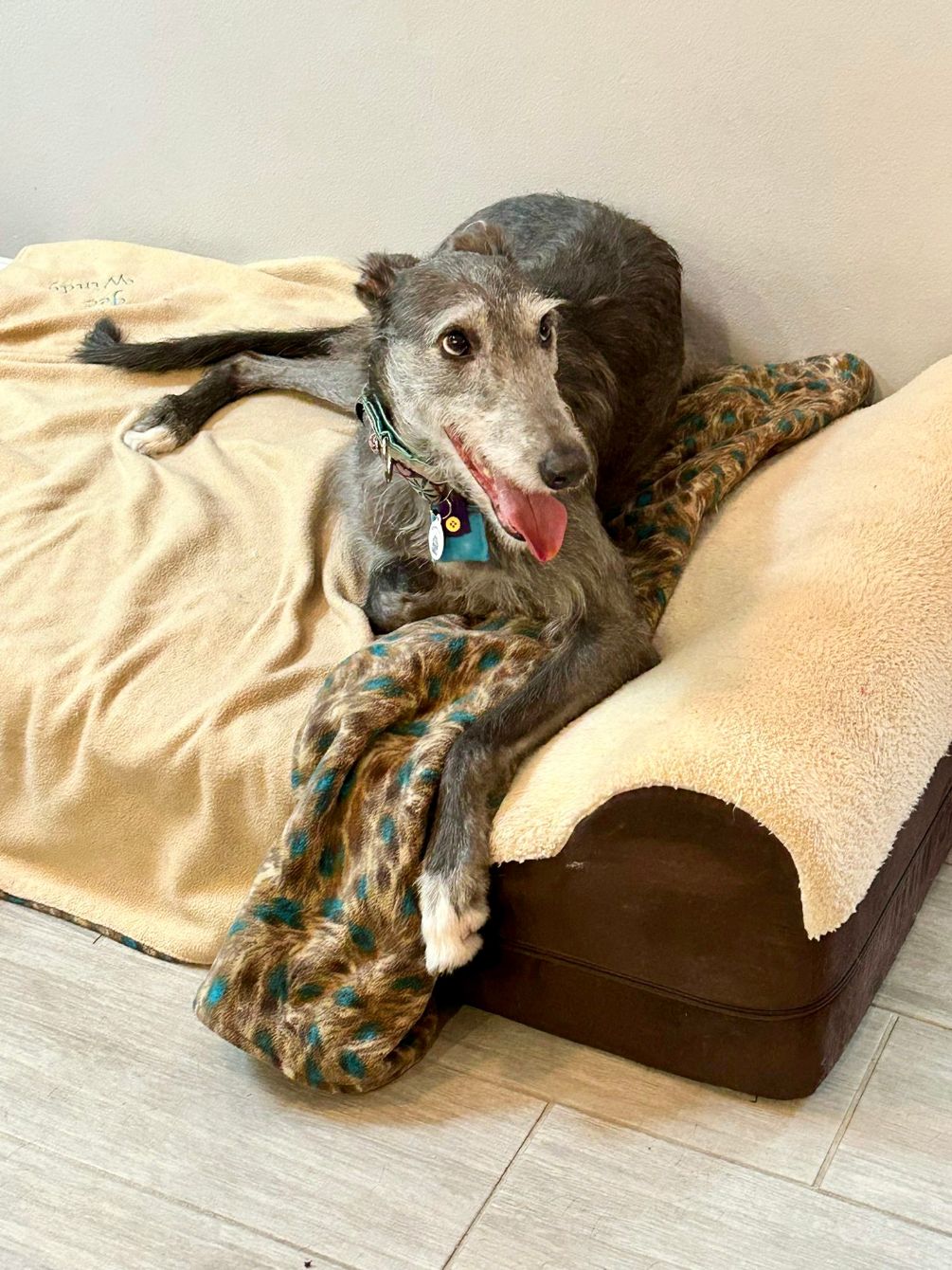 About the Hats Help Hounds! campaign on Bonfire 2