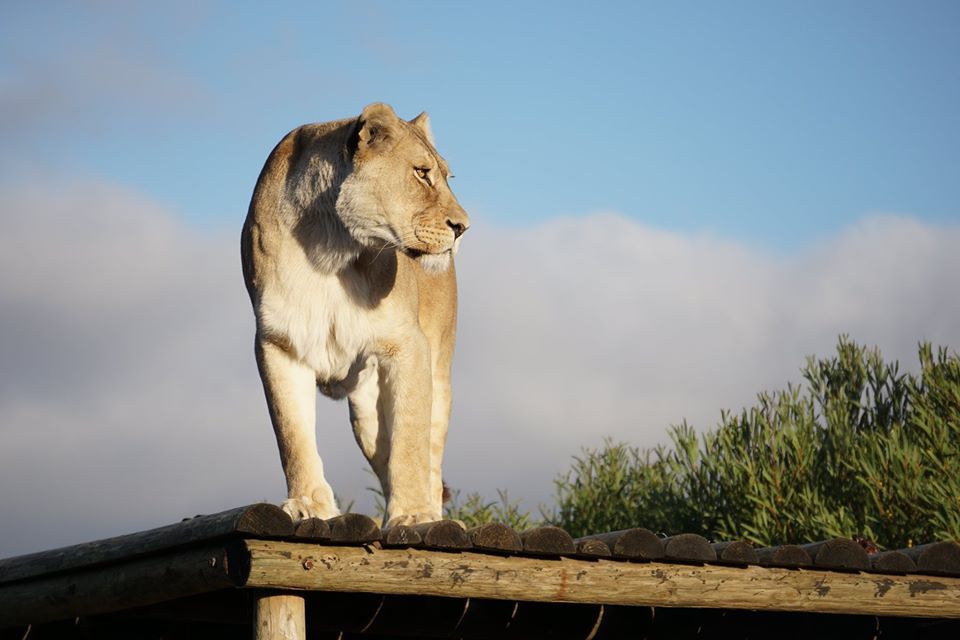 About the Panthera Africa Big Cat Sanctuary campaign on Bonfire 2