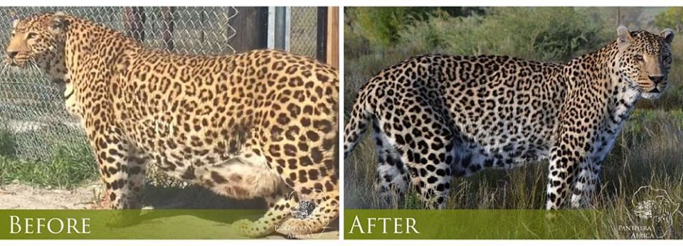 About the Panthera Africa Big Cat Sanctuary campaign on Bonfire 6