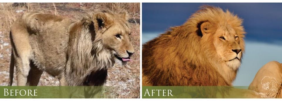 About the Panthera Africa Big Cat Sanctuary campaign on Bonfire 8