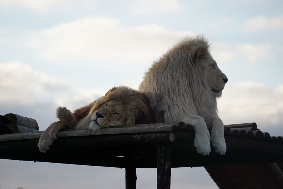 About the Panthera Africa Big Cat Sanctuary campaign on Bonfire 10