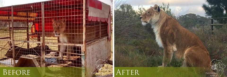 About the Panthera Africa Big Cat Sanctuary campaign on Bonfire 4