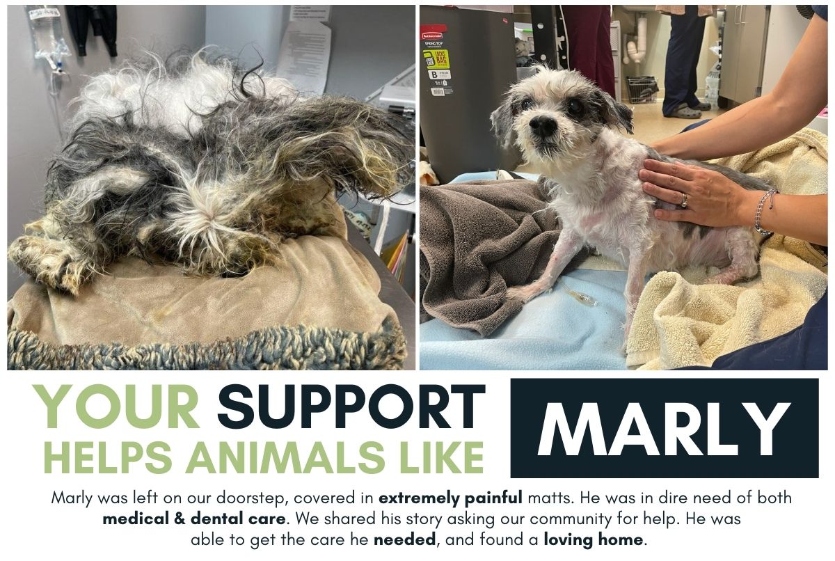 About the Save Nine Lives campaign on Bonfire 2