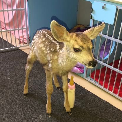 About the June Desert Willow Wildlife Campaign campaign on Bonfire 5