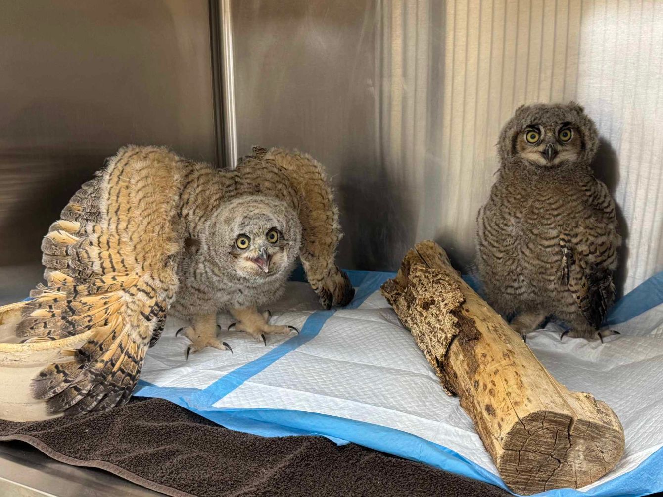 About the June Desert Willow Wildlife Campaign campaign on Bonfire 6