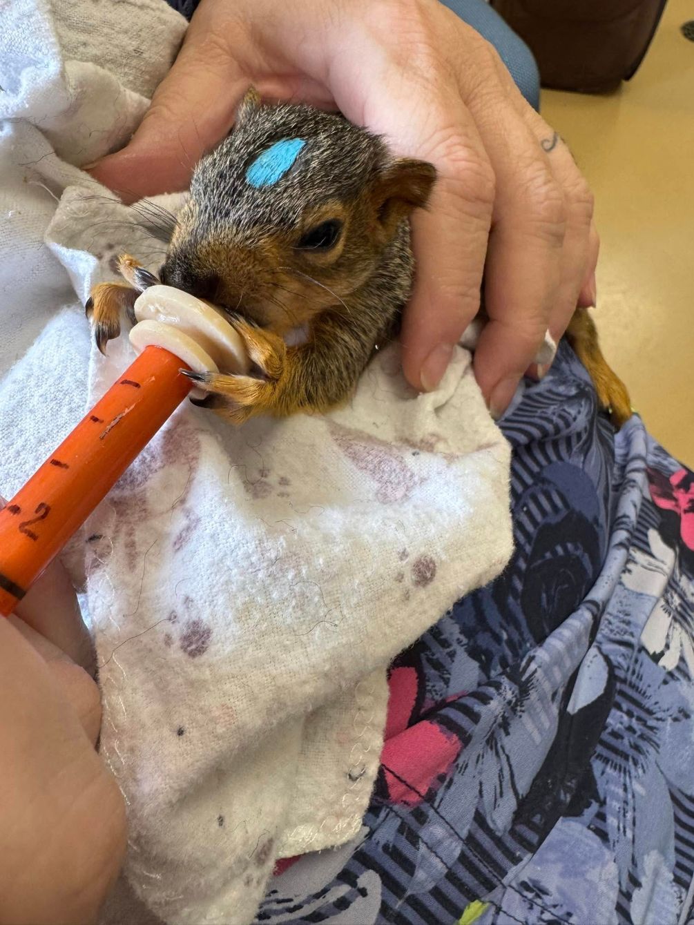 About the June Desert Willow Wildlife Campaign campaign on Bonfire 4