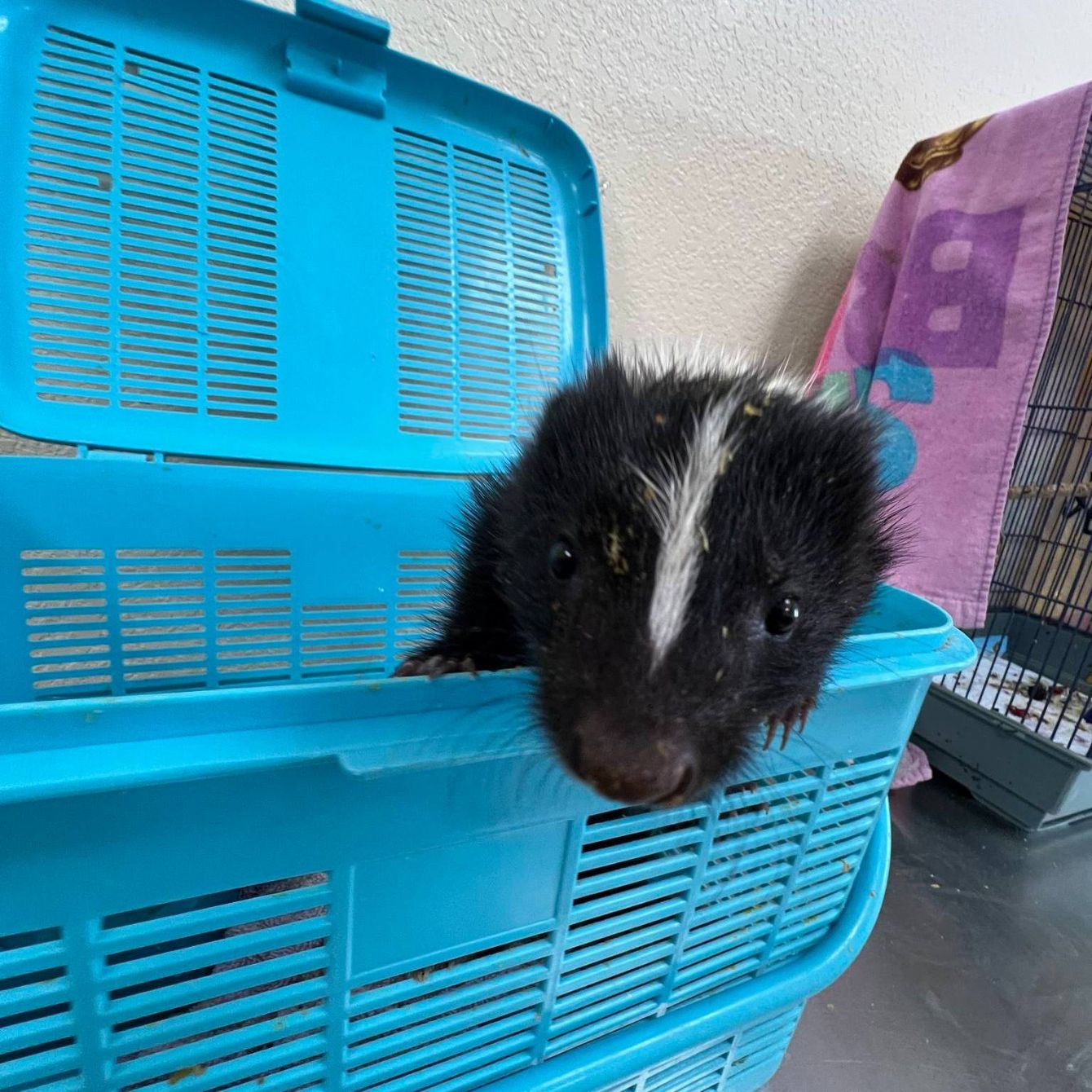 About the June Desert Willow Wildlife Campaign campaign on Bonfire 2