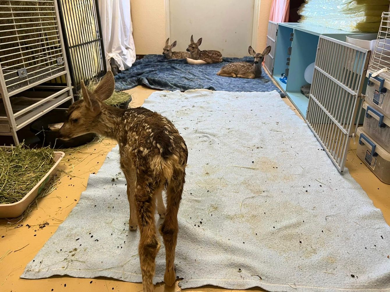 About the June Desert Willow Wildlife Campaign campaign on Bonfire 3