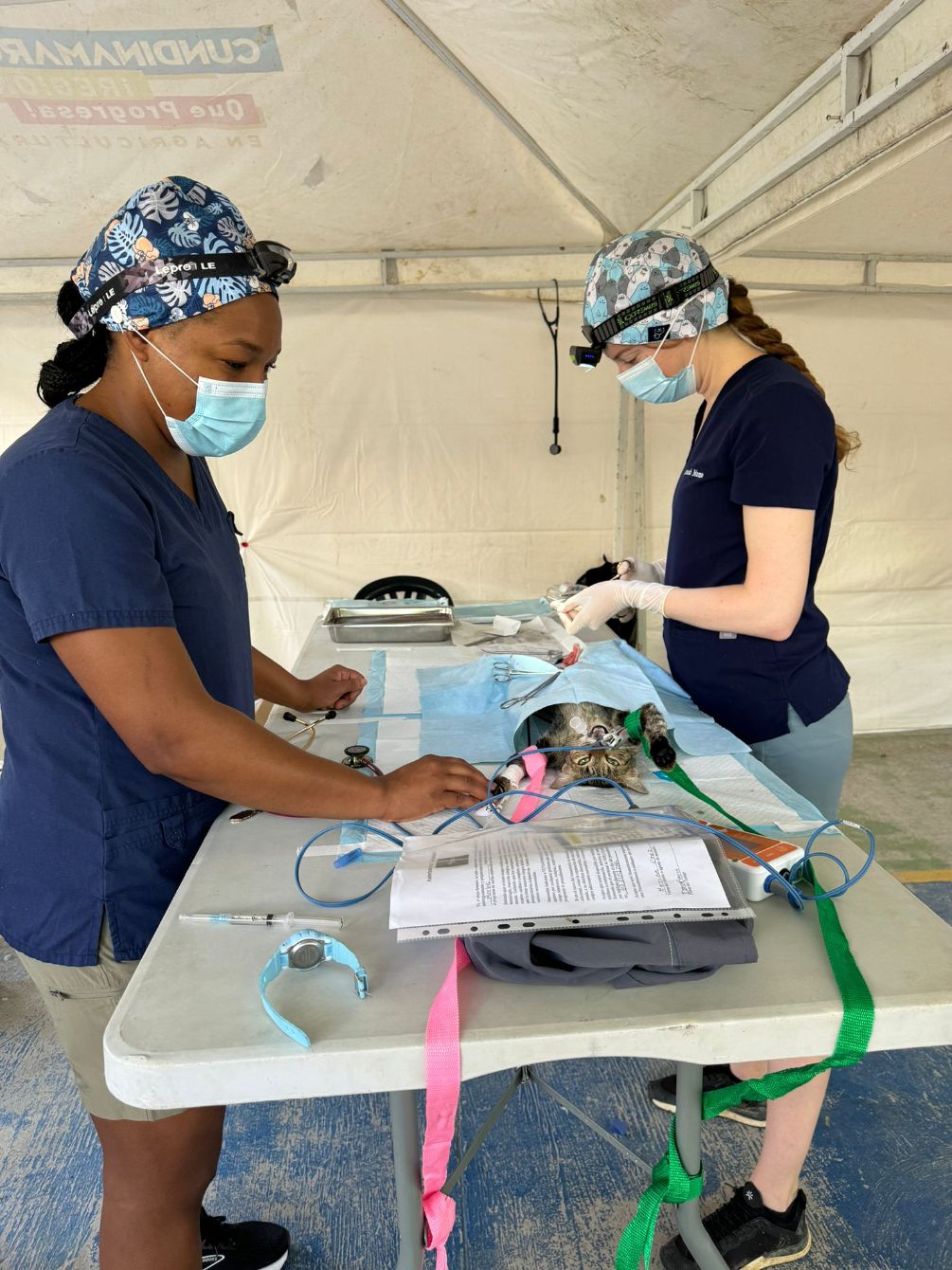 About the Vets 4 Paws Fundraising&nbsp; campaign on Bonfire 6