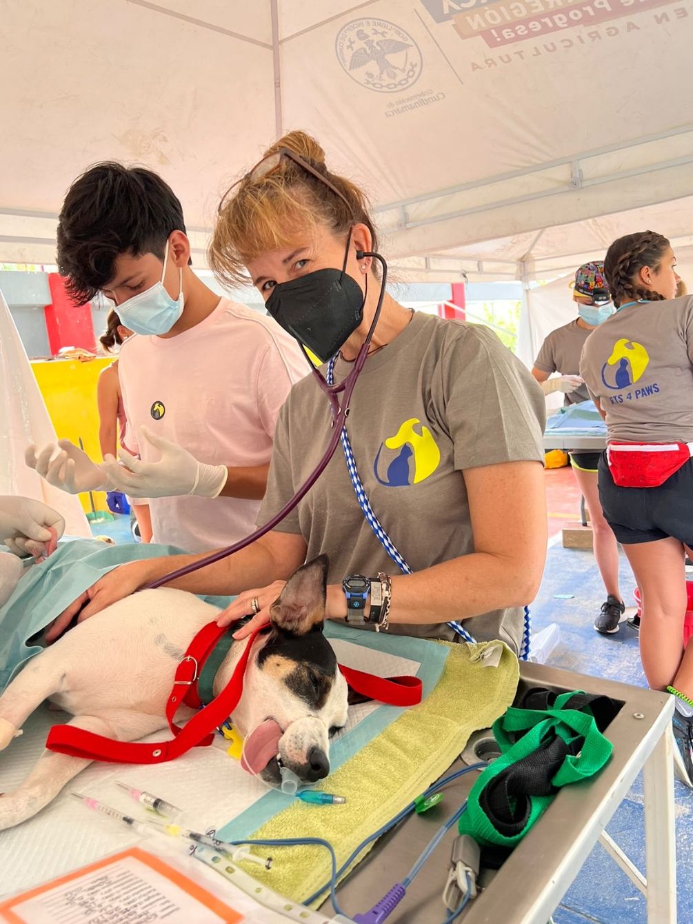 About the Vets 4 Paws Fundraising&nbsp; campaign on Bonfire 4