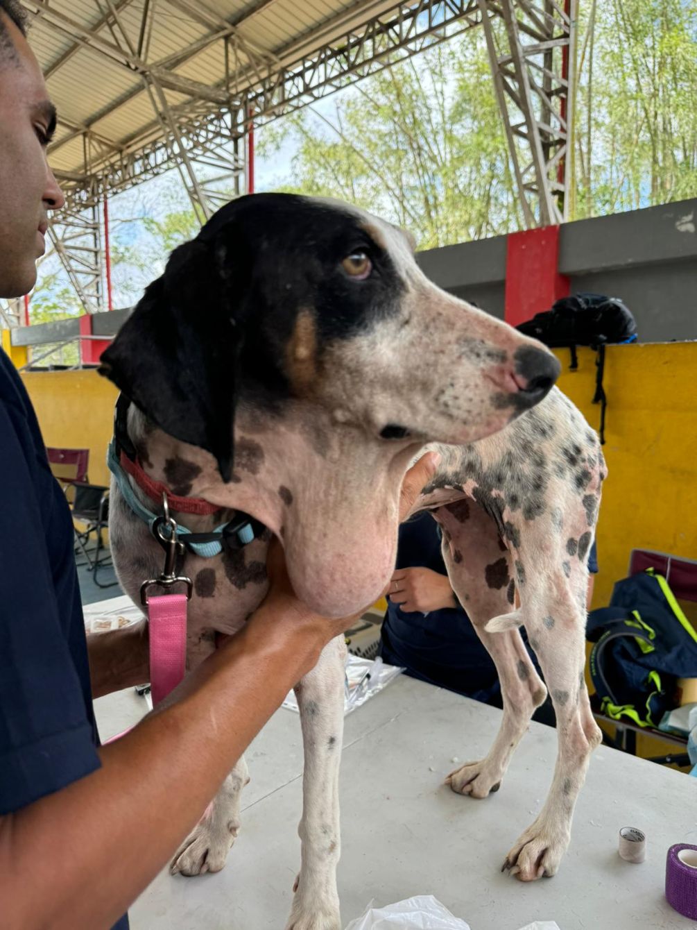 About the Vets 4 Paws Fundraising&nbsp; campaign on Bonfire 7