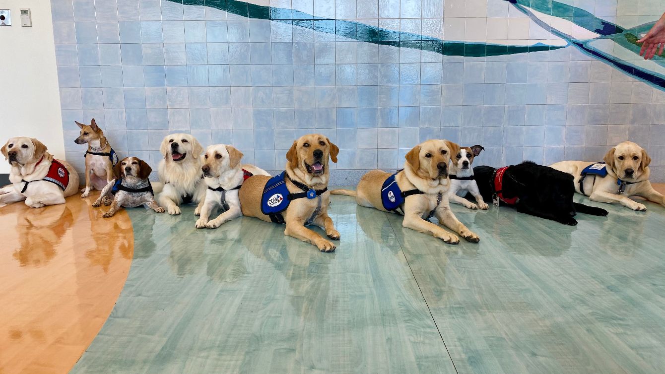 About the 2021 Heel, Dog, Heal Shirts campaign on Bonfire 2