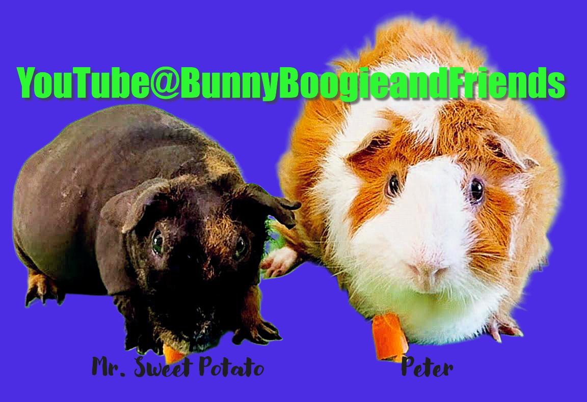 About the YouTube@BunnyBoogieandFriends campaign on Bonfire 2