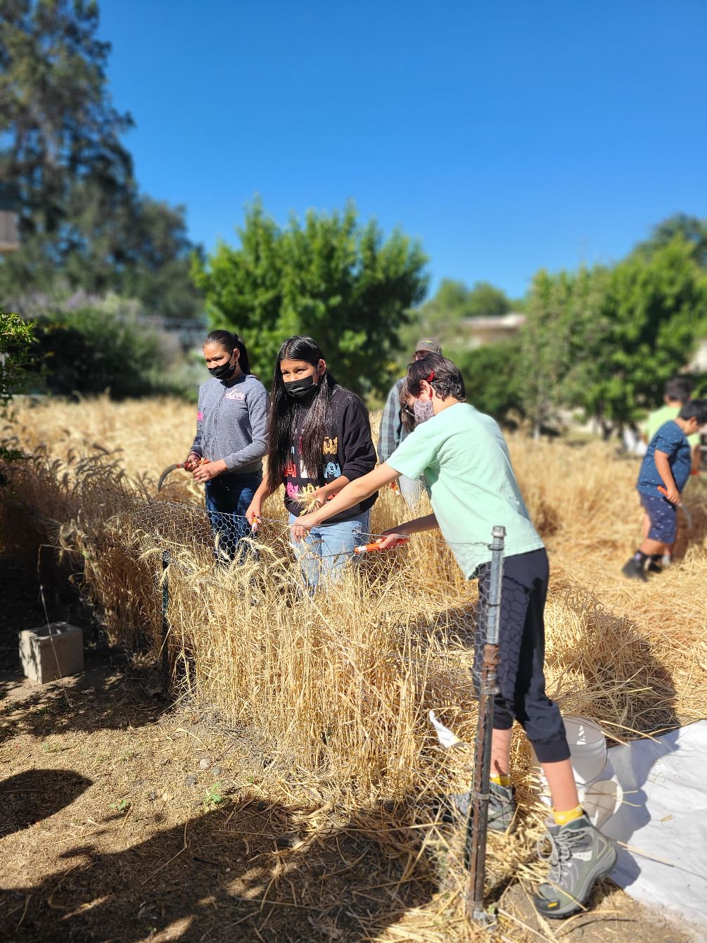 About the Wheat2School campaign on Bonfire 2