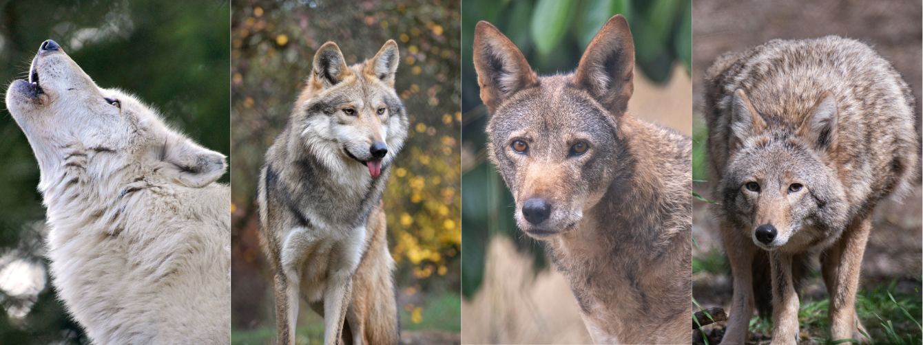About the Wolf Haven's Canid Species campaign on Bonfire 2