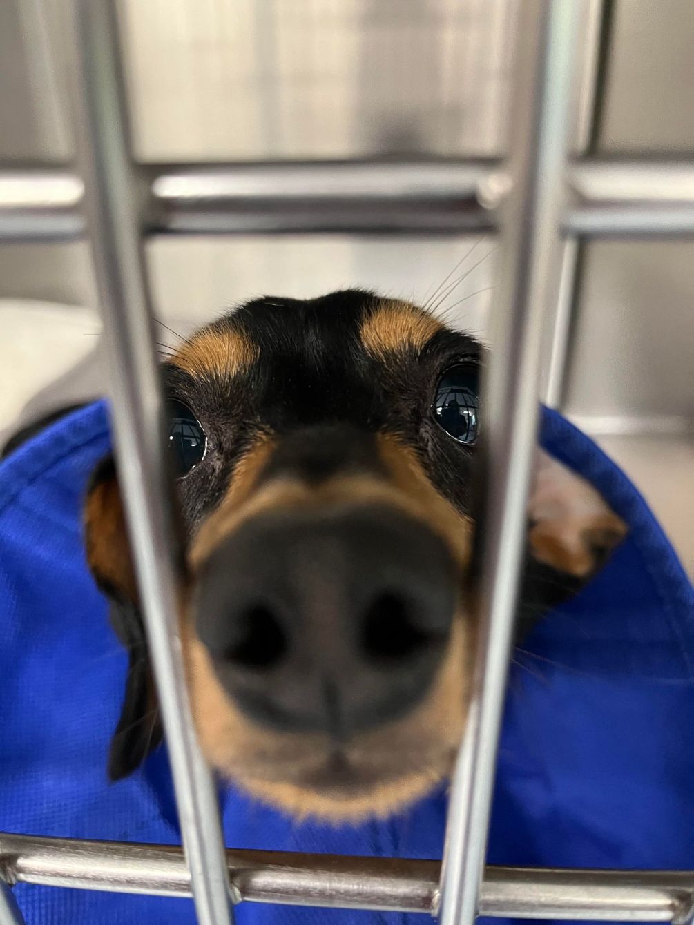 About the JOMDR Fall Fundraiser campaign on Bonfire 2