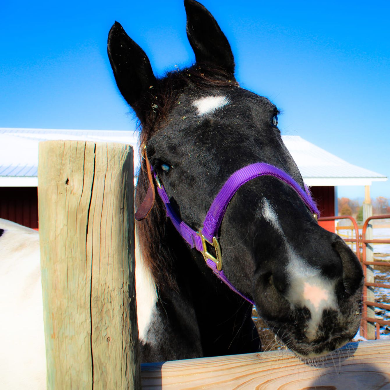 About the  campaign on Bonfire 2