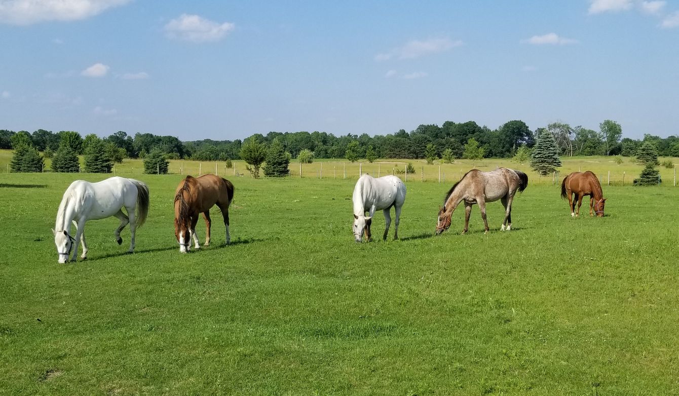 About the  campaign on Bonfire 4