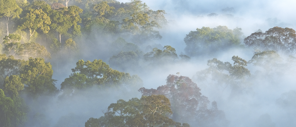 About the Save the Rainforest  campaign on Bonfire 2