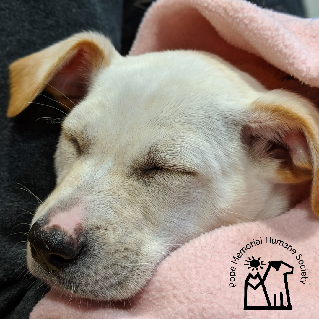 About the Home for the Howlidays! We're Feline Festive! campaign on Bonfire 3